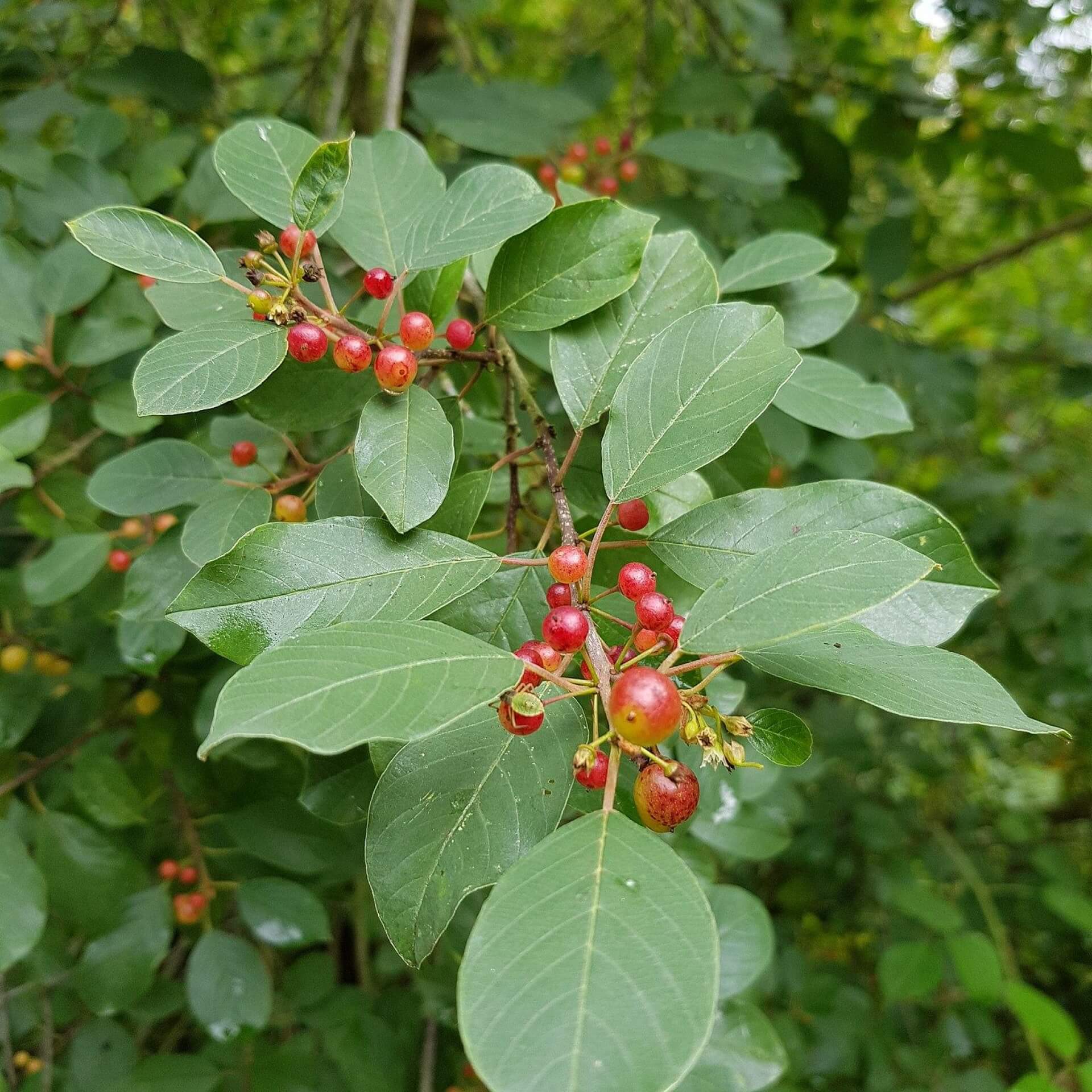 Faulbaum (Rhamnus frangula)