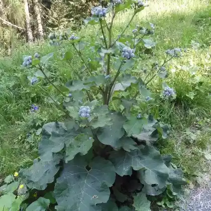 Foto von Filz-Klette (Arctium tomentosum)