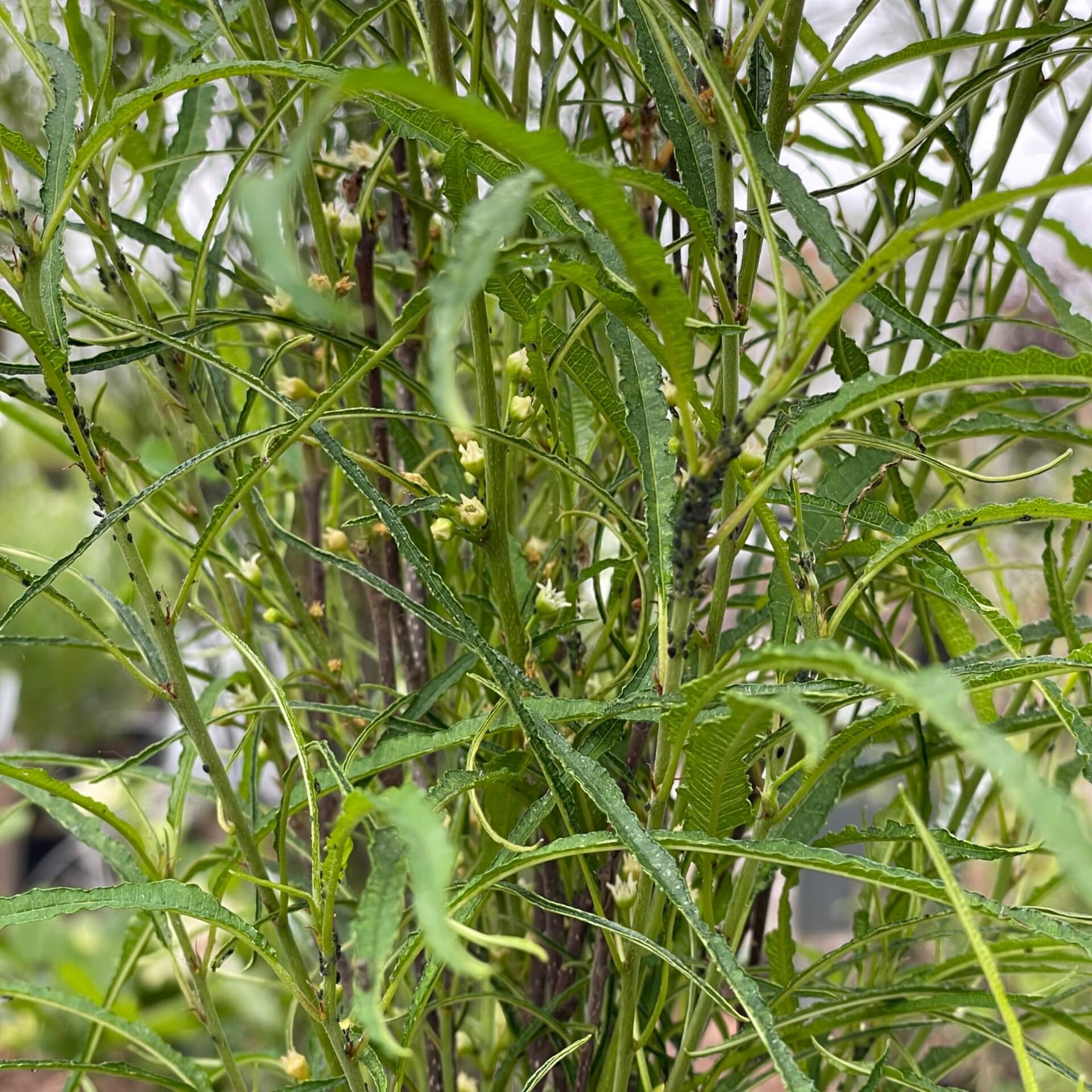 Faulbaum 'Fine Line' (Rhamnus frangula 'Fine Line')