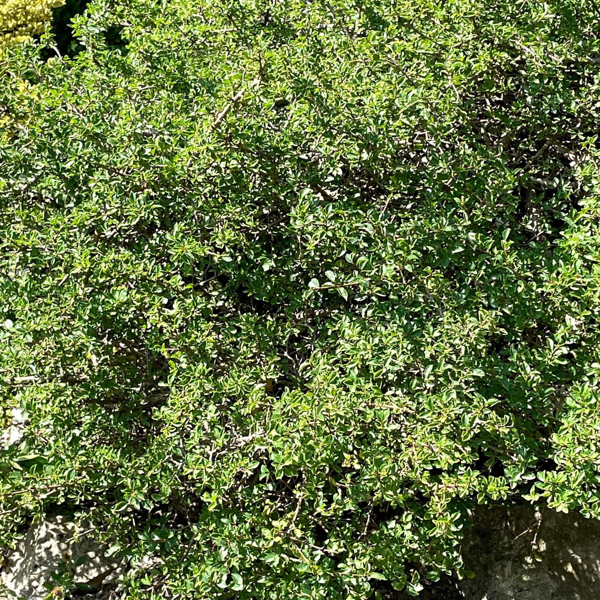 Felsen-Kreuzdorn (Rhamnus saxatilis)