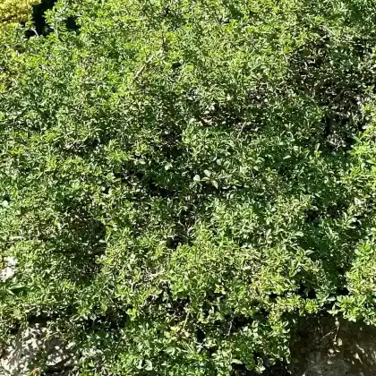 Foto von Felsen-Kreuzdorn (Rhamnus saxatilis)