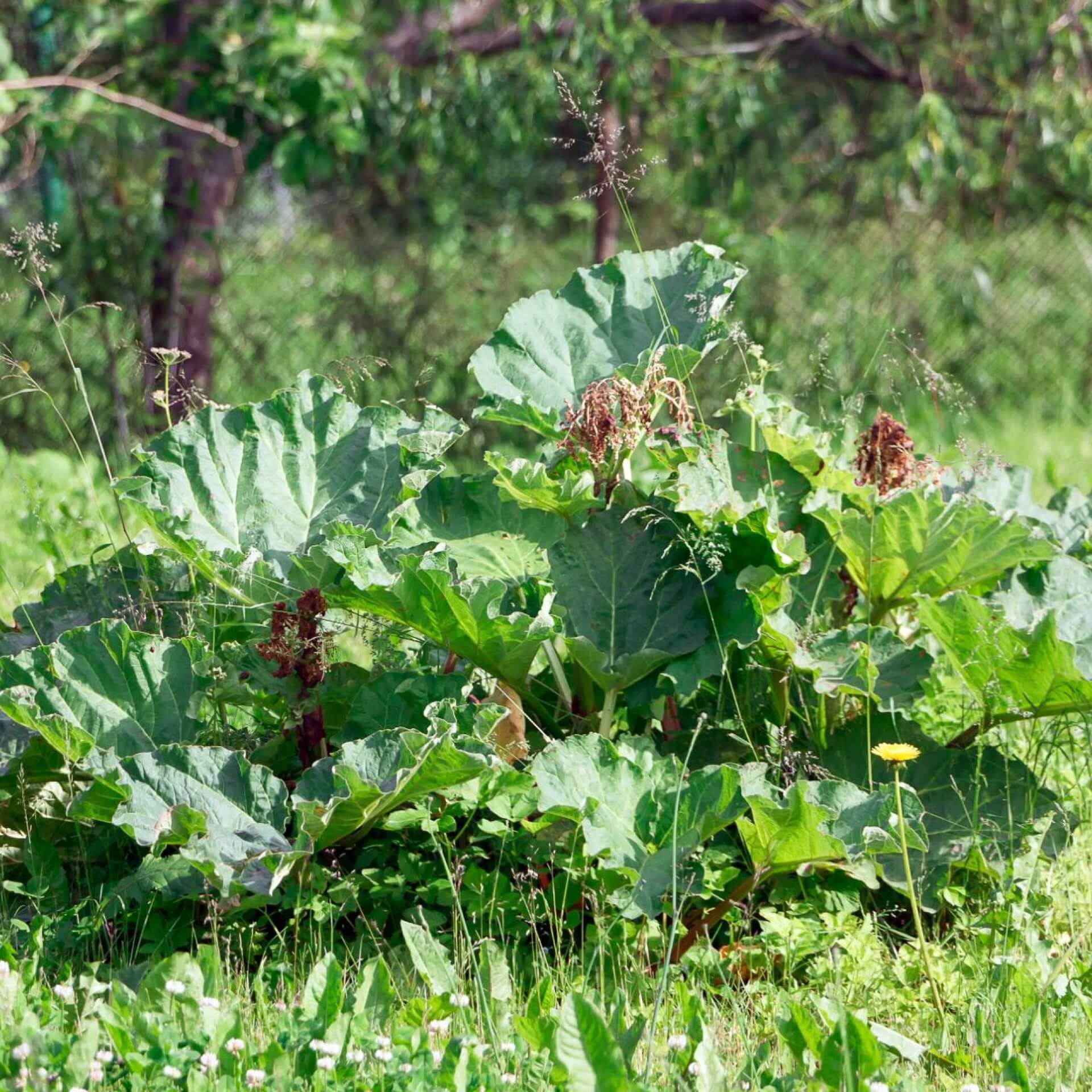 Gewöhnlicher Rhabarber (Rheum rhabarbarum)