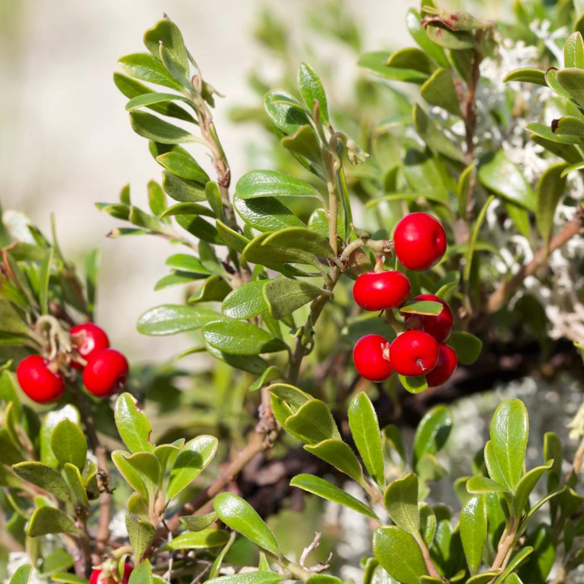 Echte Bärentraube (Arctostaphylos uva-ursi)