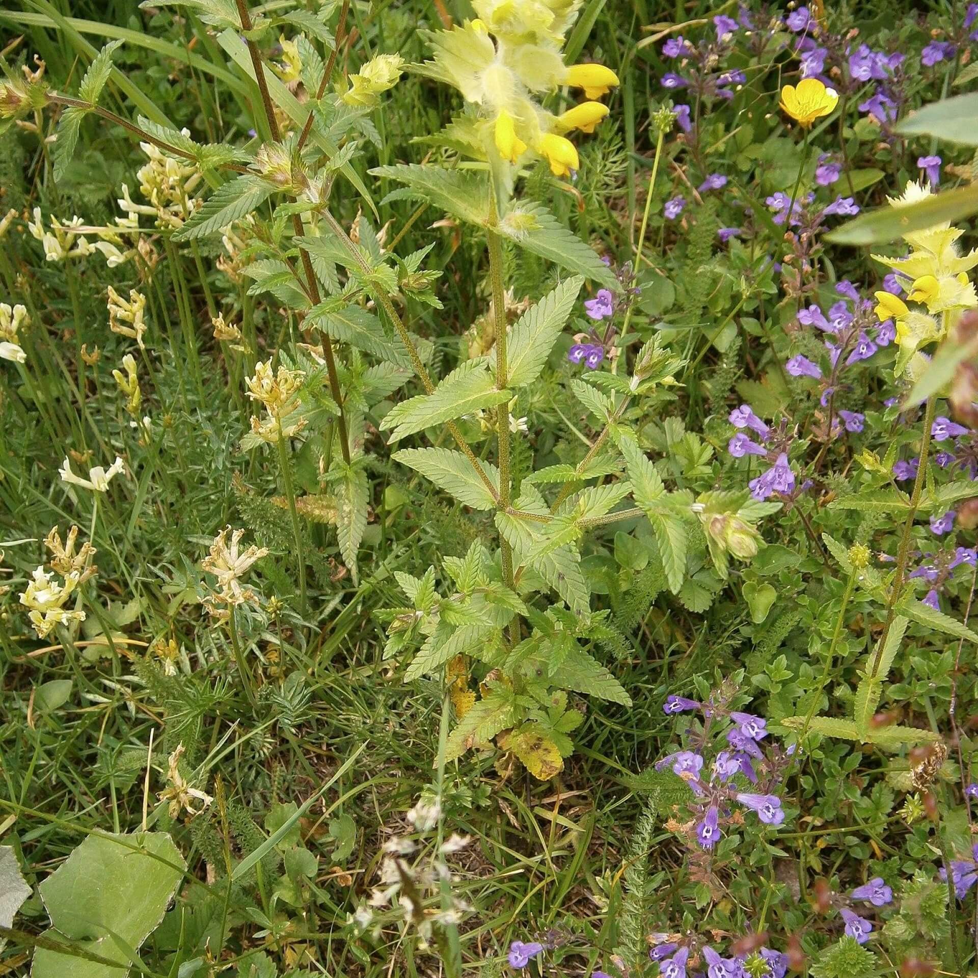 Zottiger Klappertopf (Rhinanthus alectorolophus)