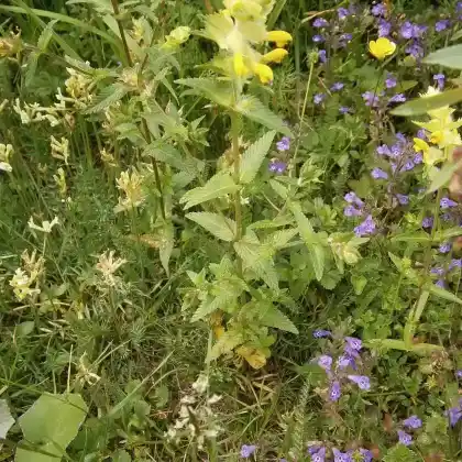 Foto von Zottiger Klappertopf (Rhinanthus alectorolophus)