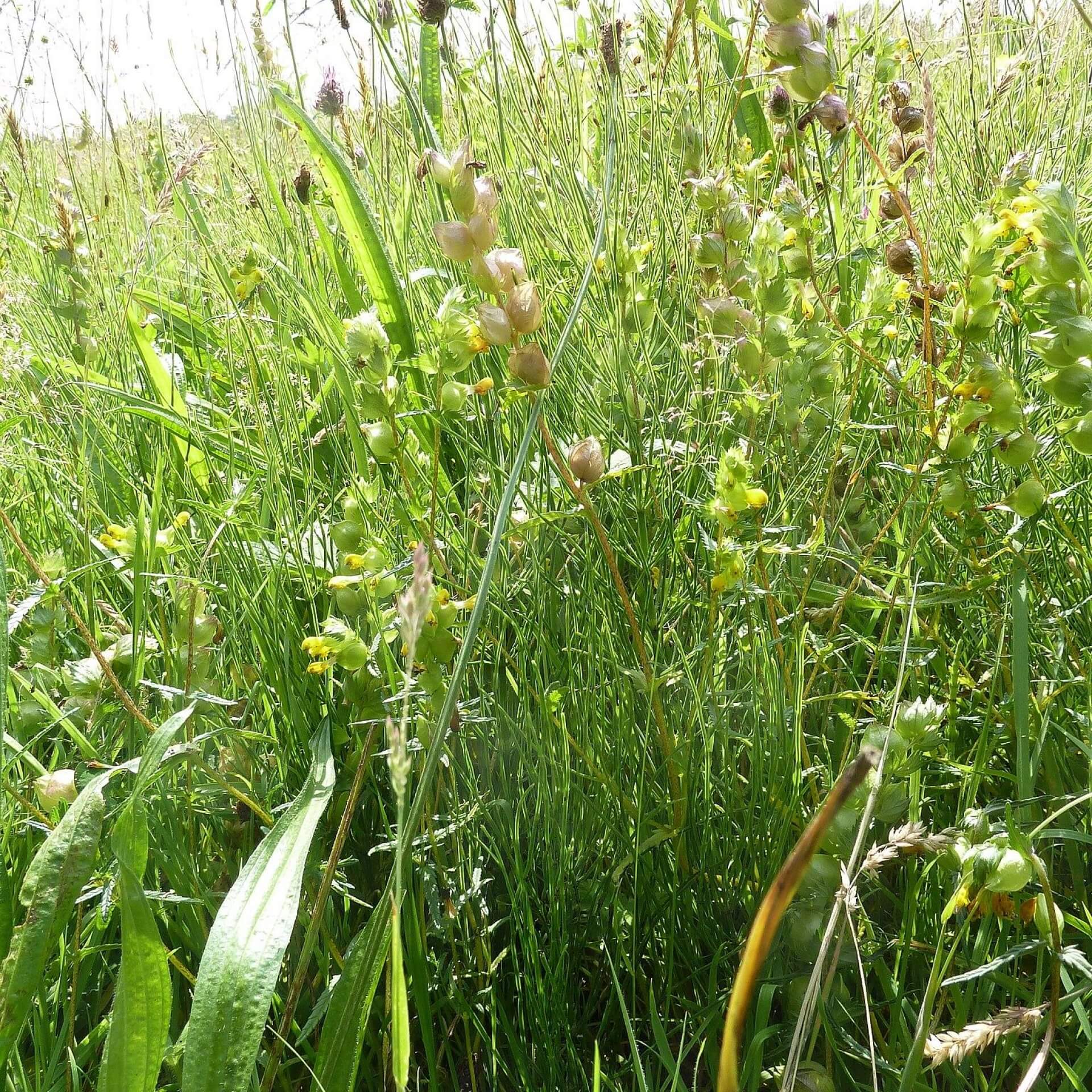 Kleiner Klappertopf (Rhinanthus minor)