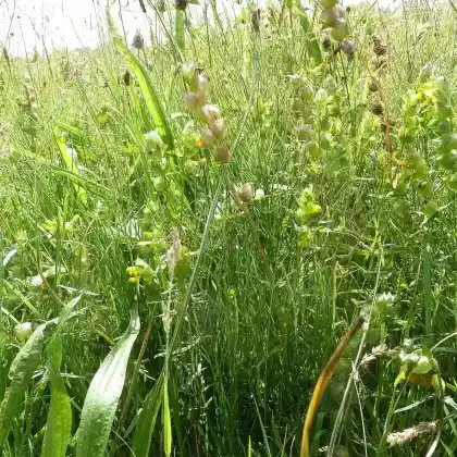 Foto von Kleiner Klappertopf (Rhinanthus minor)