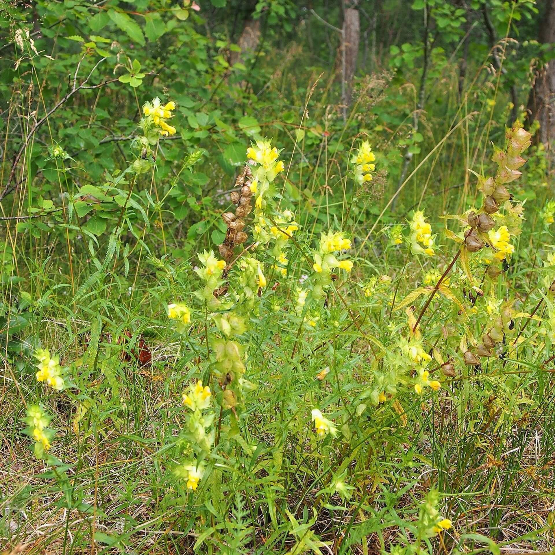 Großer Klappertopf (Rhinanthus serotinus)