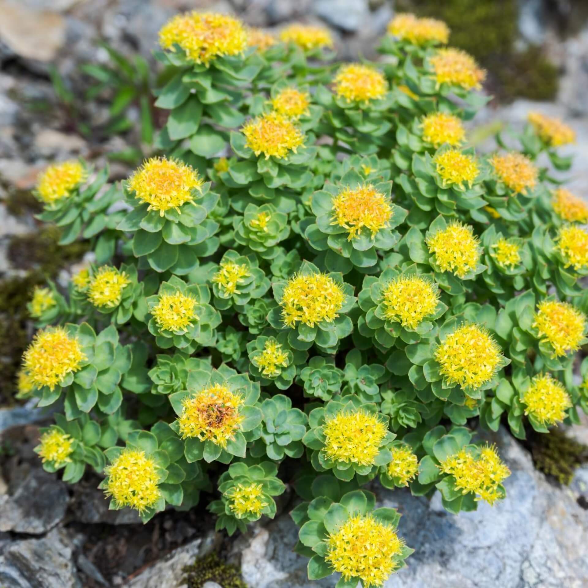 Rosenwurz (Rhodiola rosea)