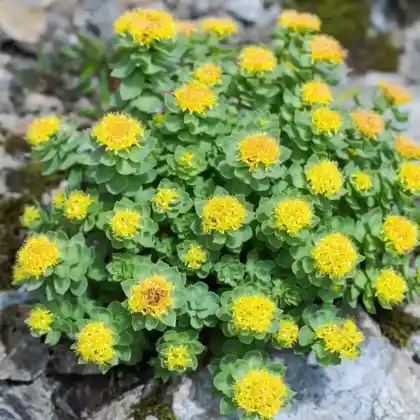 Foto von Rosenwurz (Rhodiola rosea)
