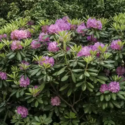 Foto von Catawba-Rhododendron (Rhododendron catawbiense)