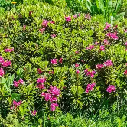 Foto von Rostblättrige Alpenrose (Rhododendron ferrugineum)