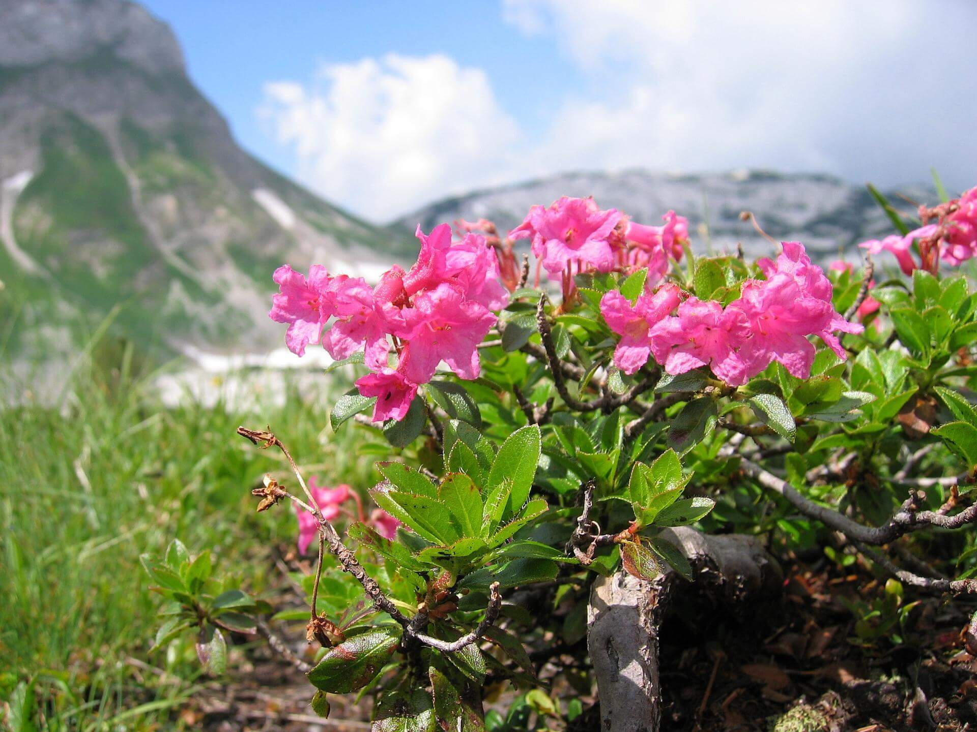 Bewimperte Alpenrose / Rhododendron hirsutum