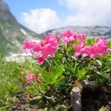 Foto von Bewimperte Alpenrose (Rhododendron hirsutum)