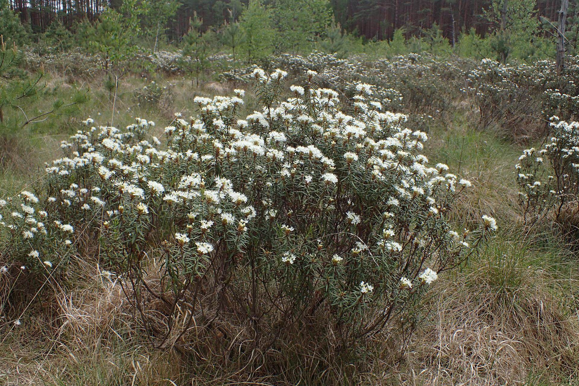 SumpfPorst / Rhododendron tomentosum