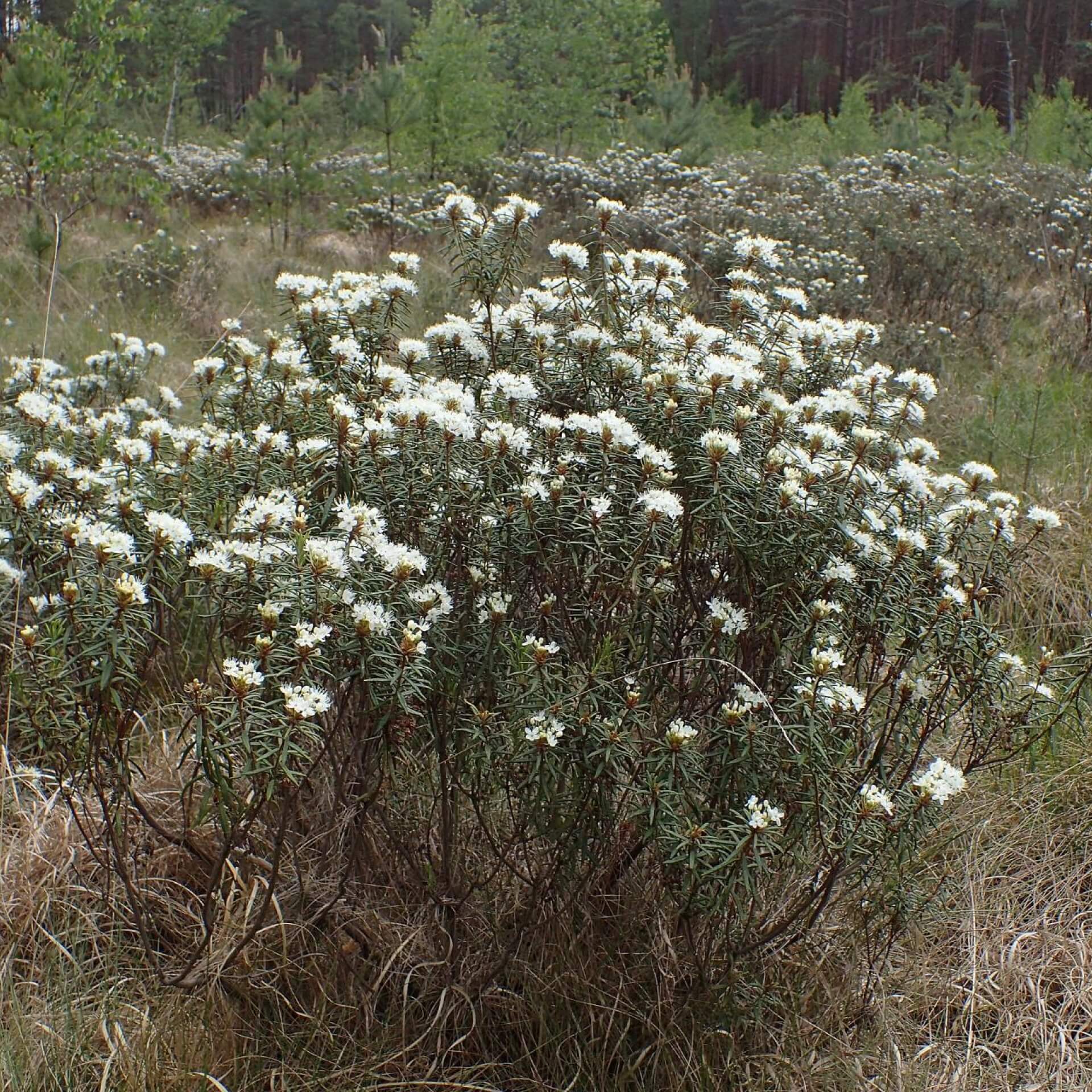 Sumpf-Porst (Rhododendron tomentosum)