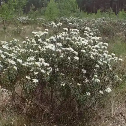 Foto von Sumpf-Porst (Rhododendron tomentosum)