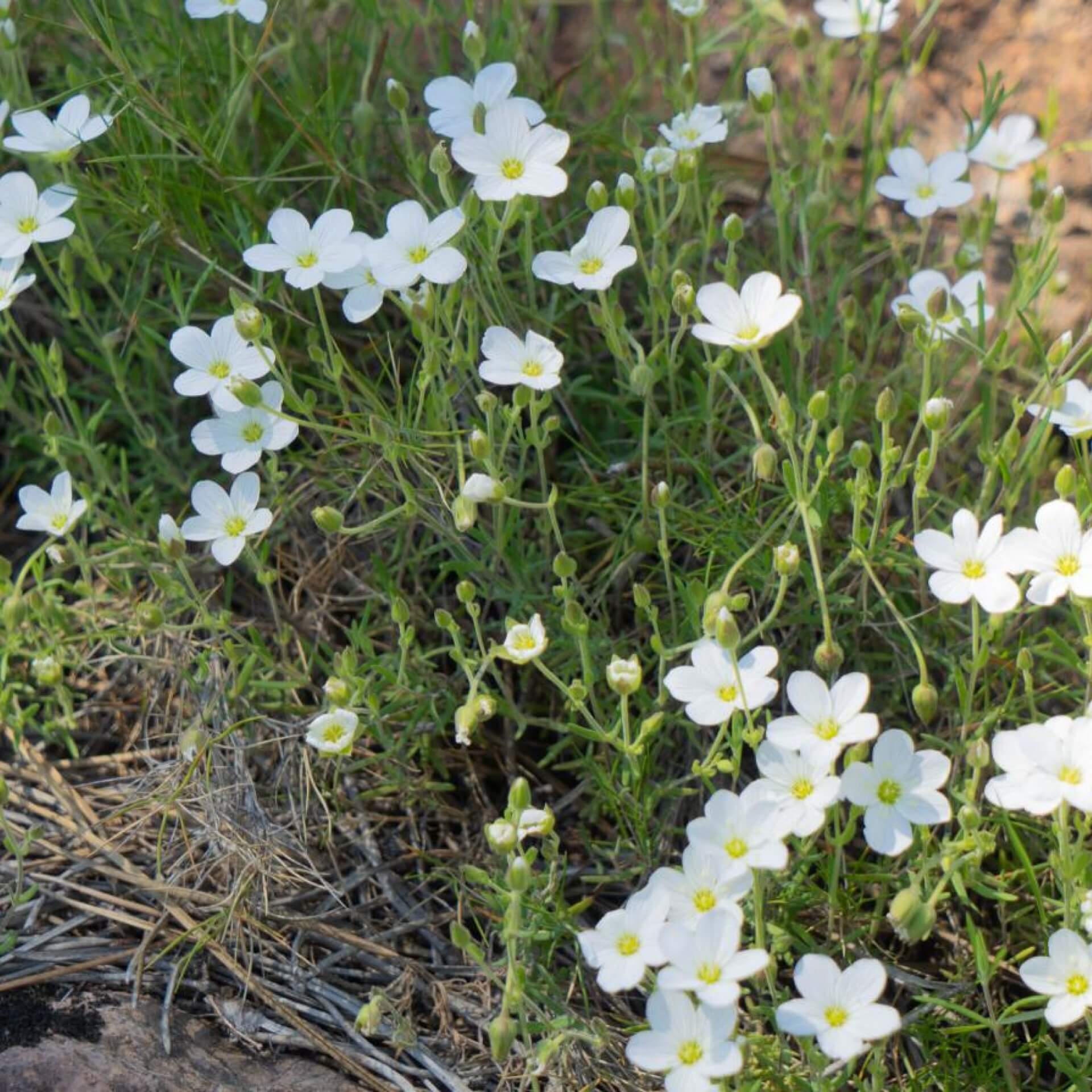 Berg-Sandkraut (Arenaria montana)