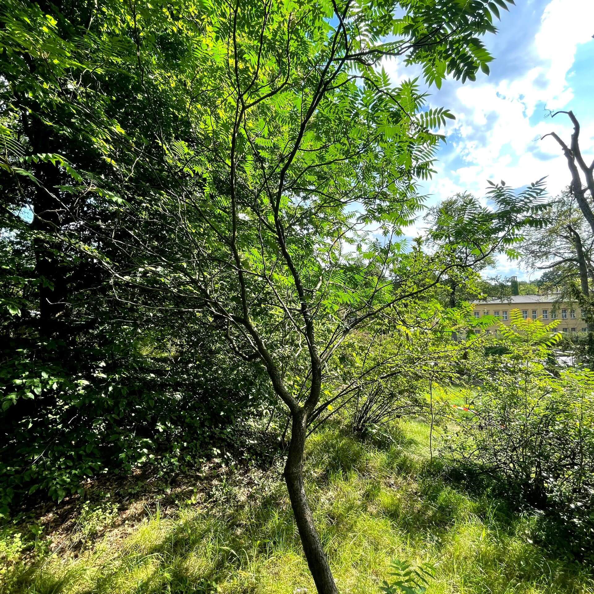 Essig-Baum (Rhus typhina)