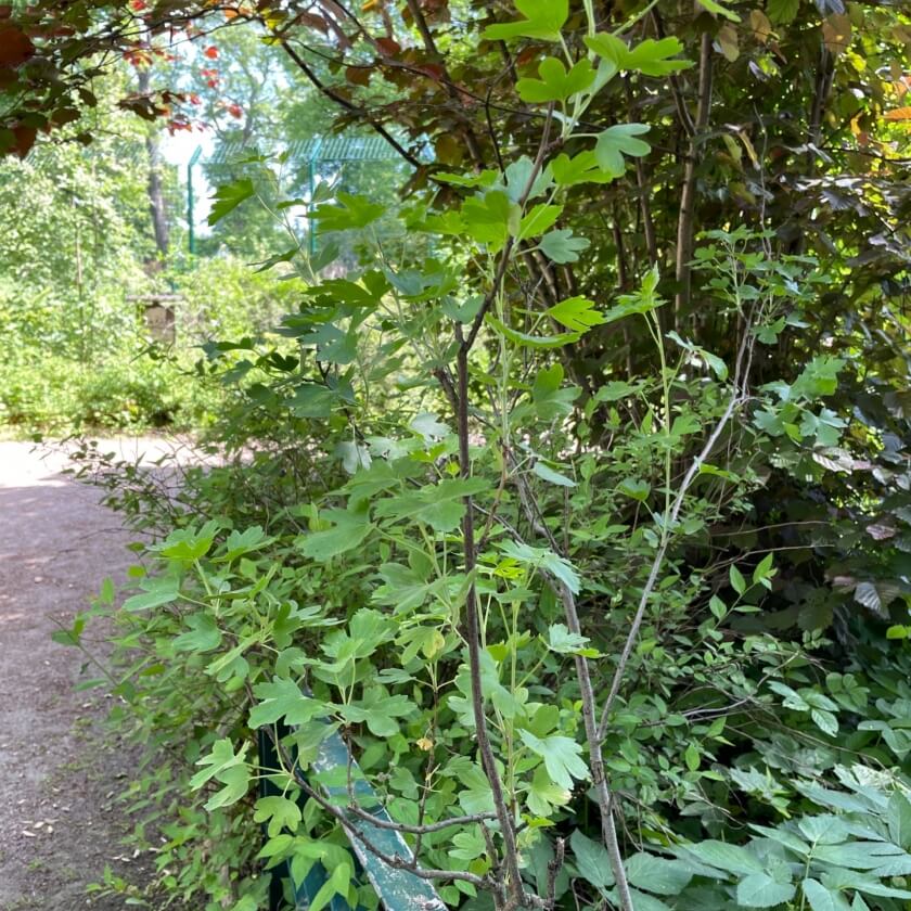 AlpenJohannisbeere / Ribes alpinum