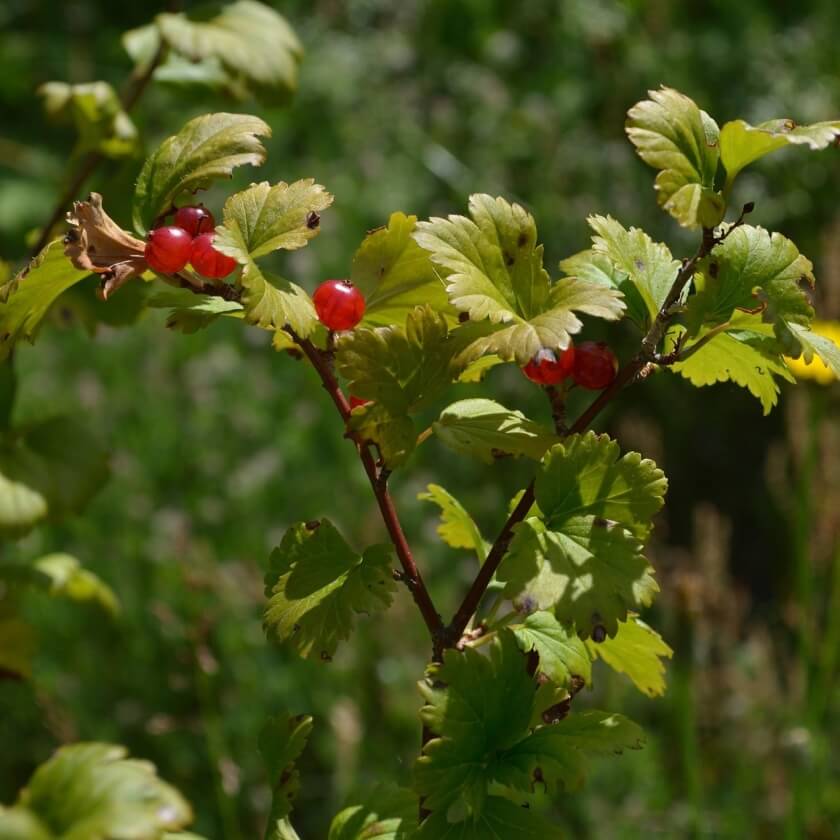 AlpenJohannisbeere / Ribes alpinum