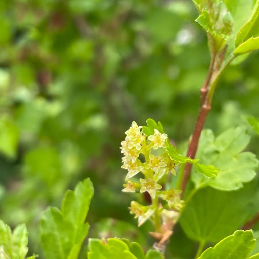 AlpenJohannisbeere / Ribes alpinum