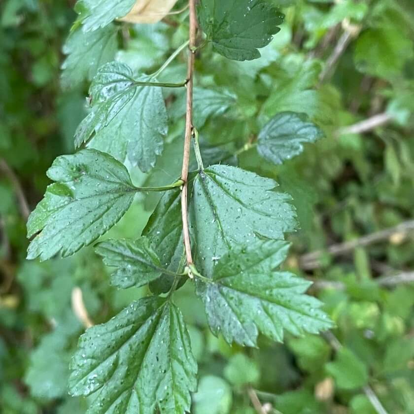 AlpenJohannisbeere / Ribes alpinum