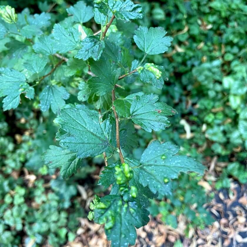 AlpenJohannisbeere / Ribes alpinum