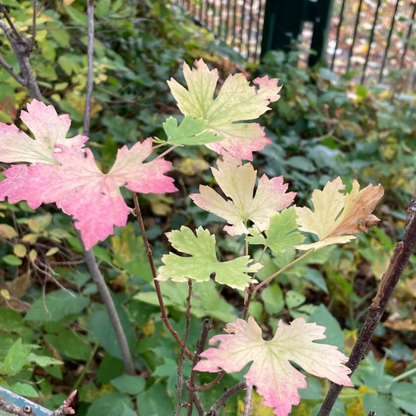 AlpenJohannisbeere / Ribes alpinum