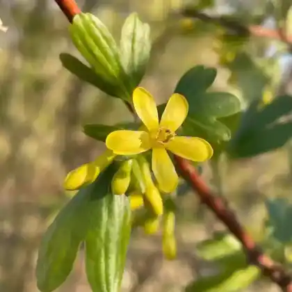 Foto von Gold-Johannisbeere (Ribes aureum)