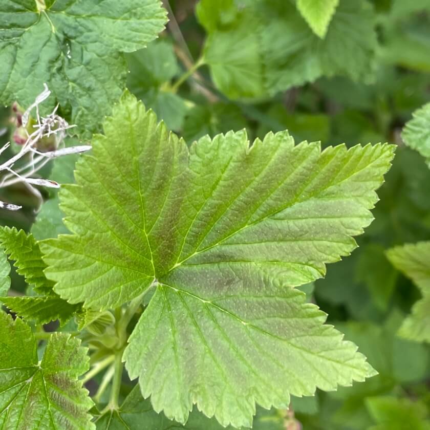 Schwarze Johannisbeere / Ribes nigrum