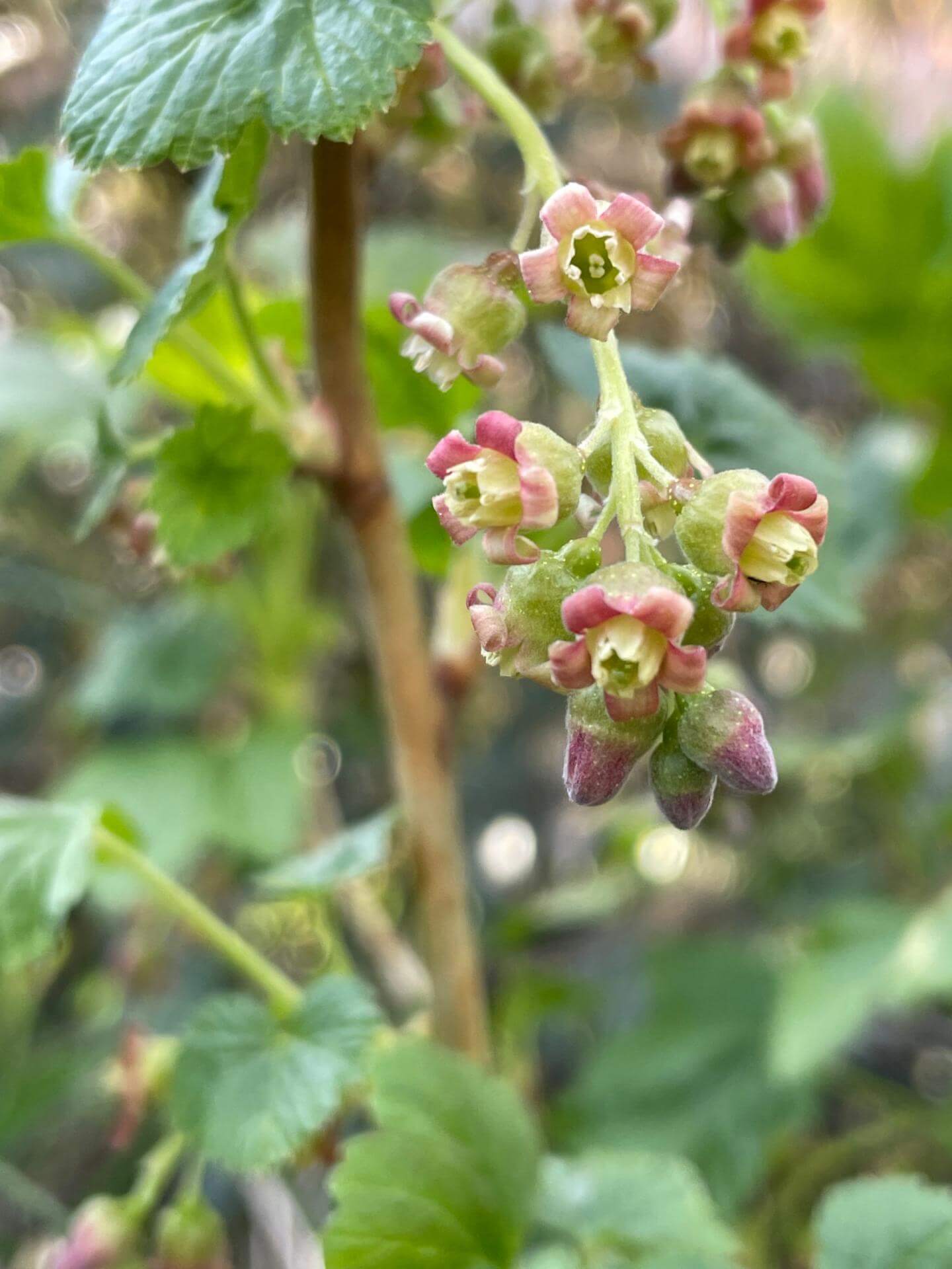 Schwarze Johannisbeere / Ribes nigrum