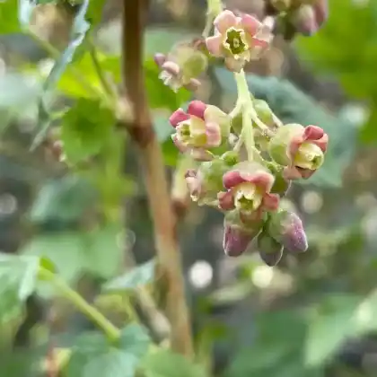 Foto von Schwarze Johannisbeere (Ribes nigrum)