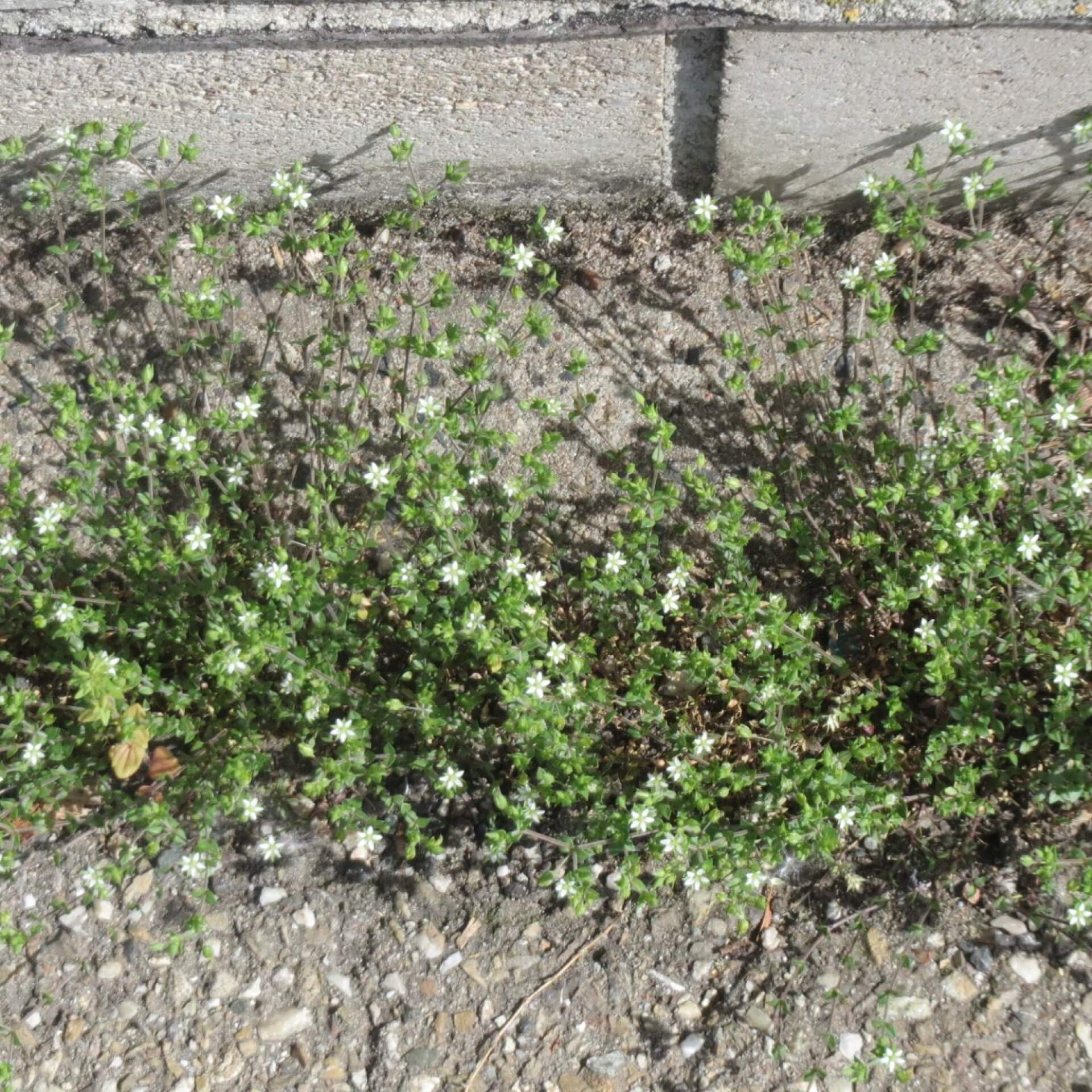 Quendel-Sandkraut (Arenaria serpyllifolia)