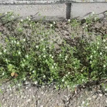 Foto von Quendel-Sandkraut (Arenaria serpyllifolia)