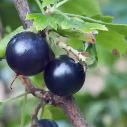 Foto von Büffeljohanisbeere (Ribes odoratum)