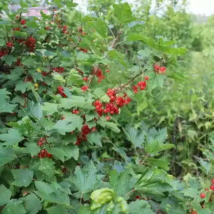 Foto von Rote Johannisbeere (Ribes rubrum)