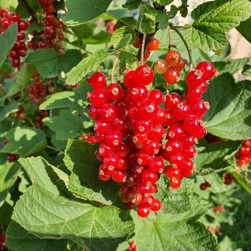 Rote Johannisbeere: dein Garten ökologisch & pflegeleicht