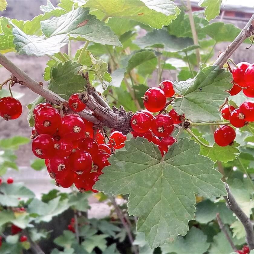 pflegeleicht ökologisch dein Johannisbeere: Garten Rote &