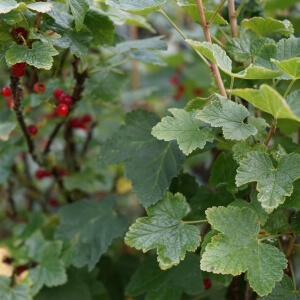 Ribes rubrum 'Jonkheer van Tets'