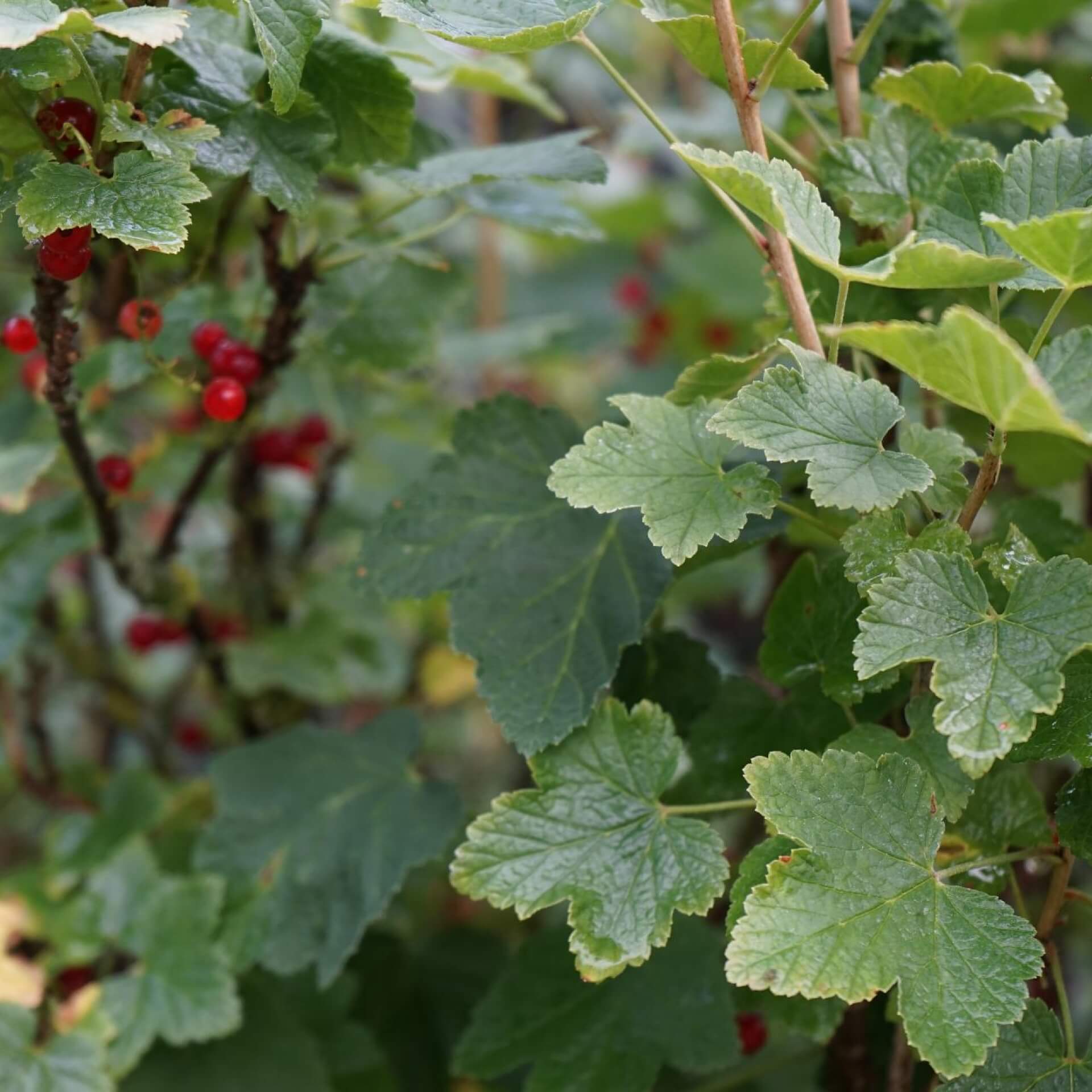 Rote Johannisbeere 'Jonkheer van Tets' (Ribes rubrum 'Jonkheer van Tets')