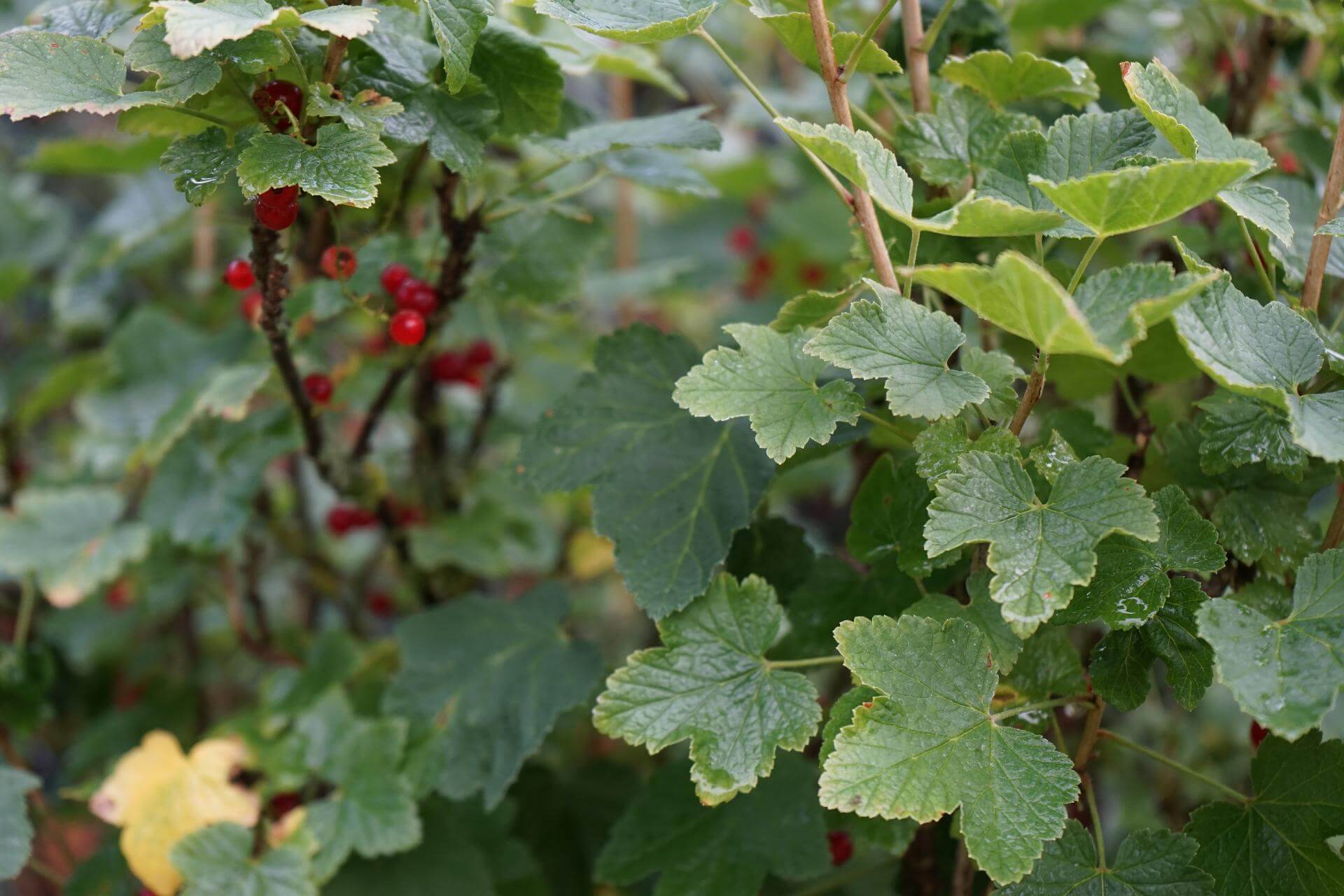 Rote Johannisbeere 'Jonkheer van Tets' / Ribes rubrum 'Jonkheer van Tets'