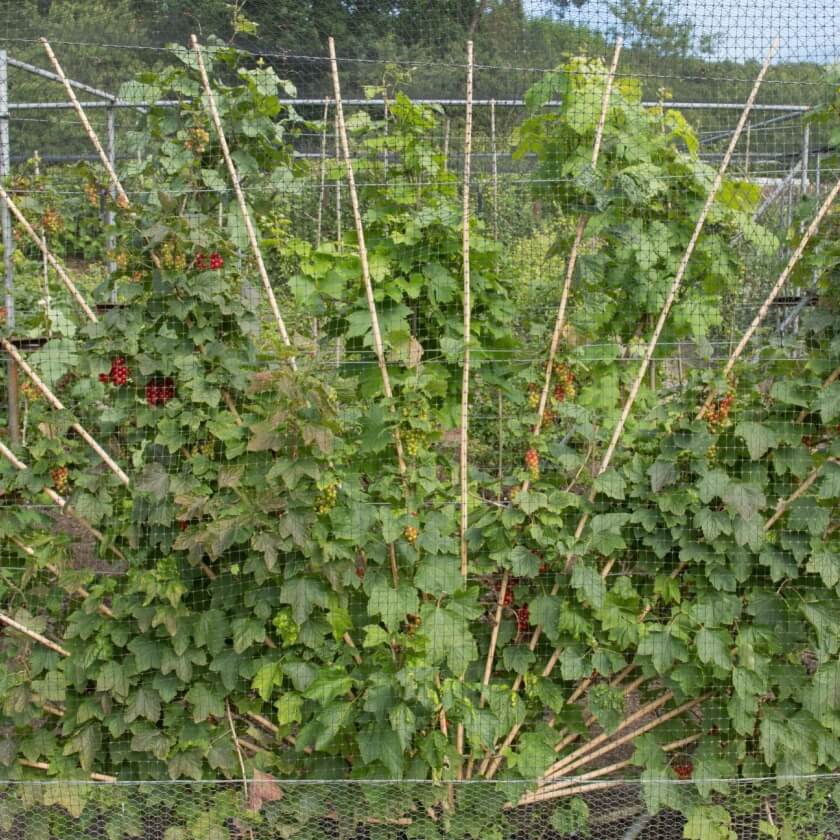 Rote Johannisbeere 'Rovada' / Ribes rubrum 'Rovada'