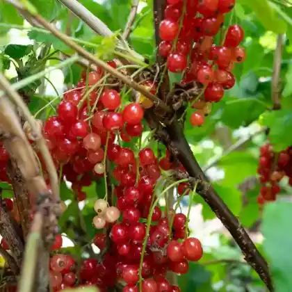 Foto von Rote Johannisbeere 'Rovada' (Ribes rubrum 'Rovada')