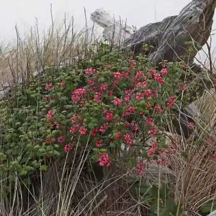 Foto von Blut-Johannisbeere (Ribes sanguineum)