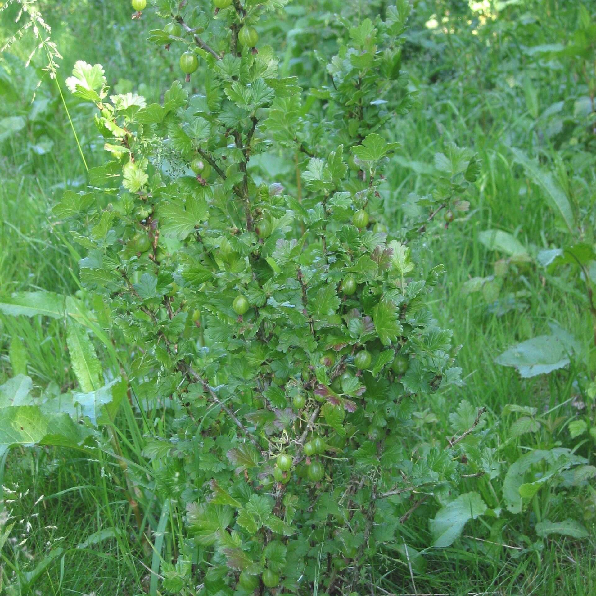 Stachelbeere (Ribes uva-crispa)