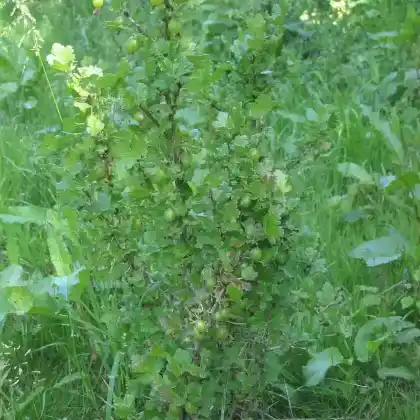 Foto von Stachelbeere (Ribes uva-crispa)