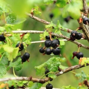 Ribes x nidigrolaria