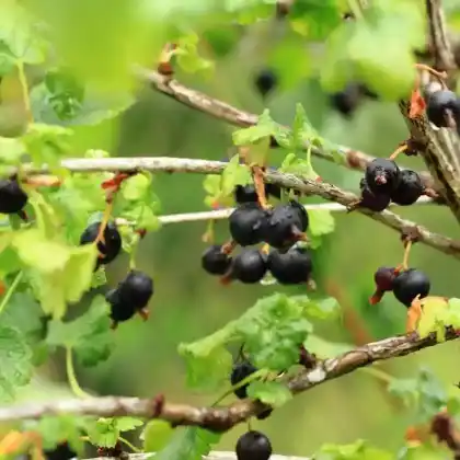 Foto von Jostabeere (Ribes x nidigrolaria)