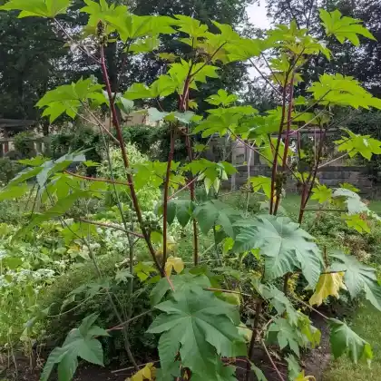 Foto von Rizinus (Ricinus communis)